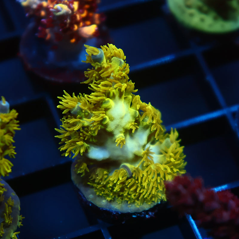 RRC Marvin the Martian