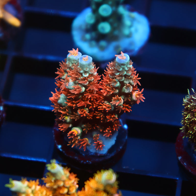 TCK Laser Blaster Tenuis