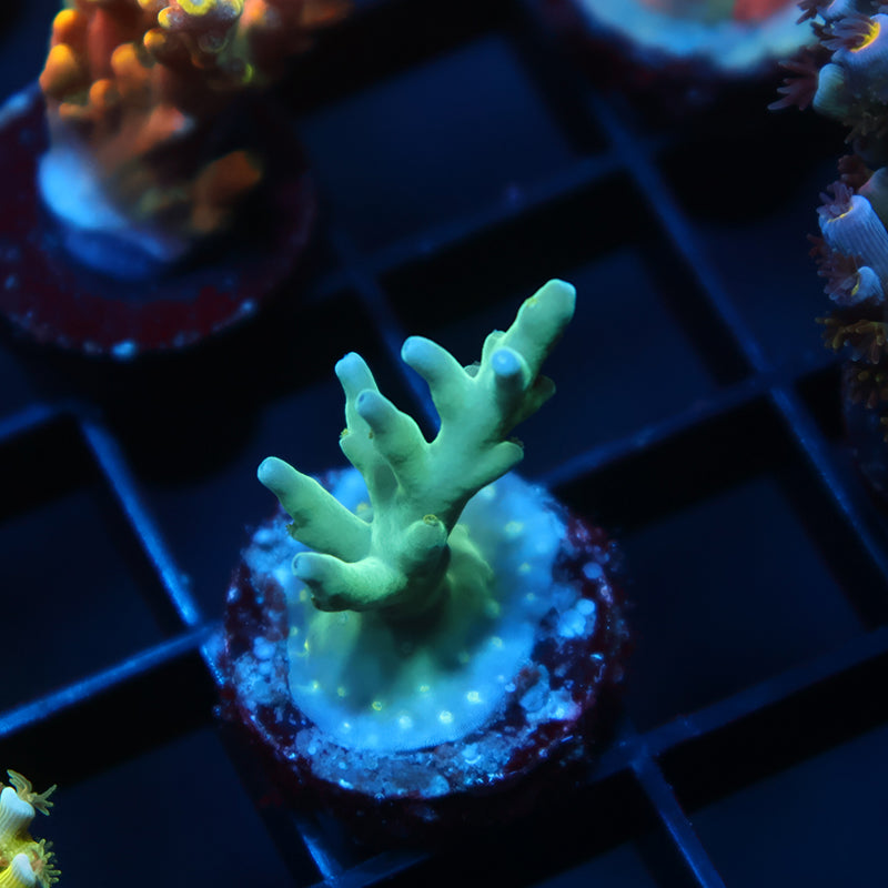 Sanjay's Blue Spruce