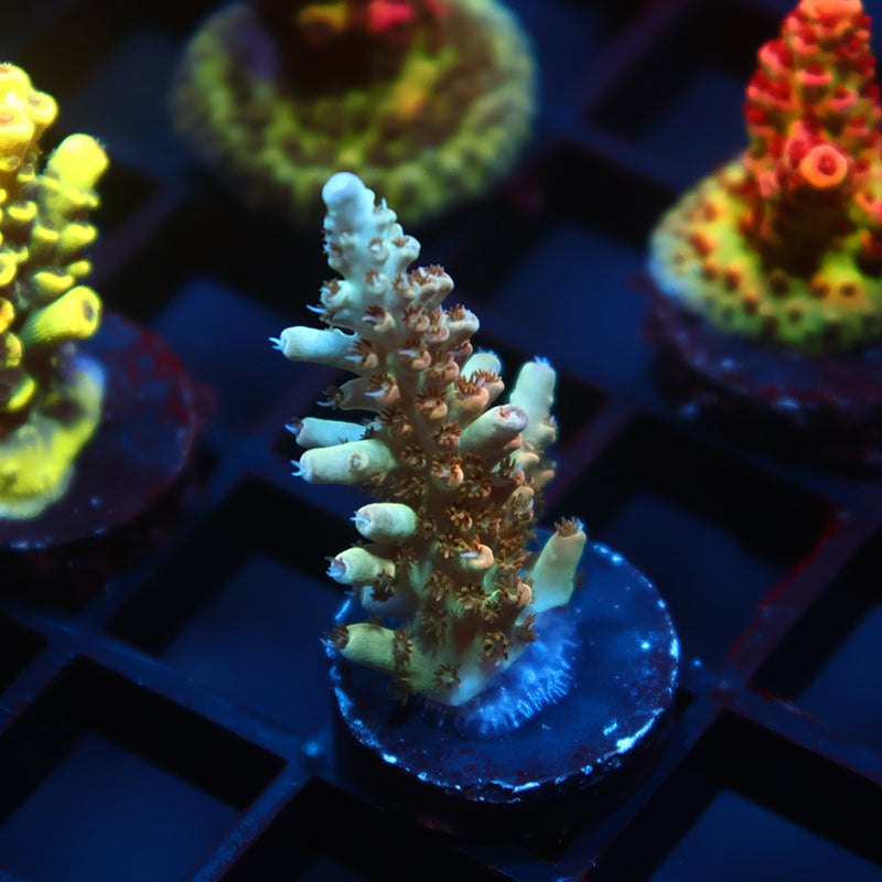 TCK Pink Polyp Shortcake