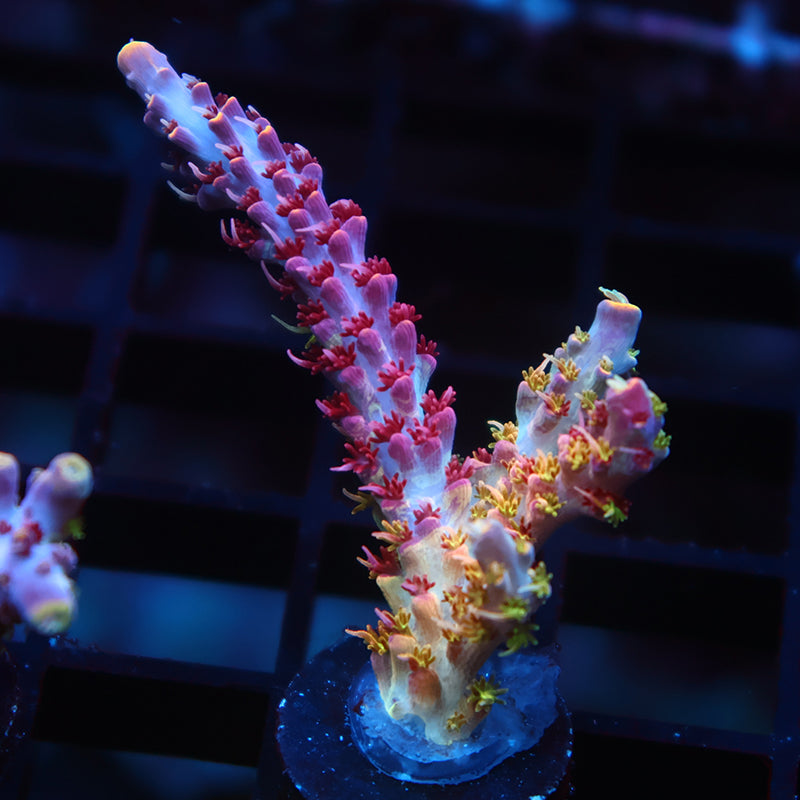 TCK Kaleidoscope