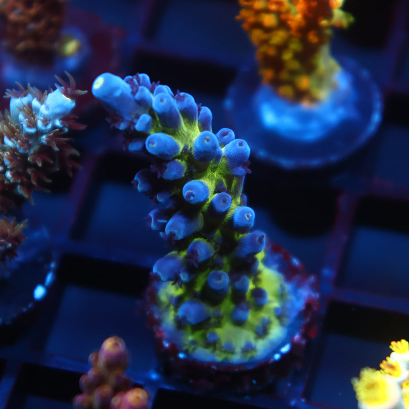 OG Cali Tort