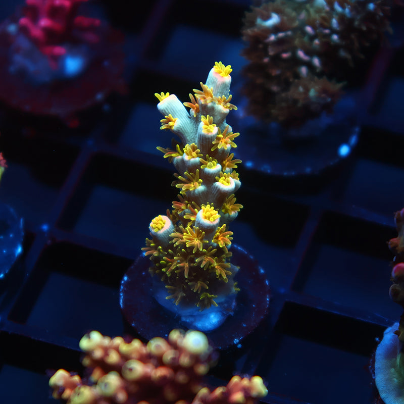 TCK Rainbow Unicorn Speciosa