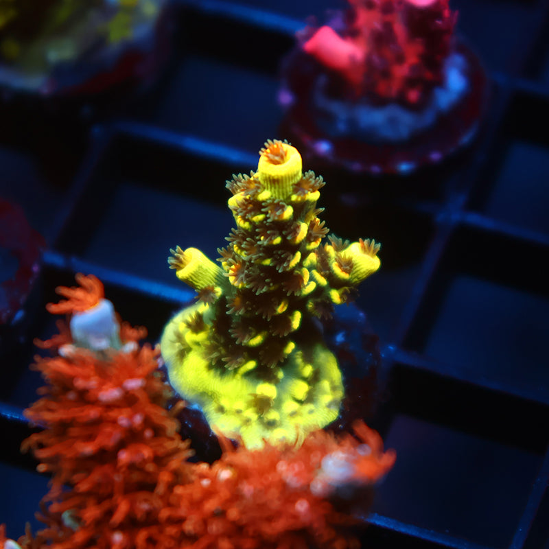 TCK Solar Beam Tenuis