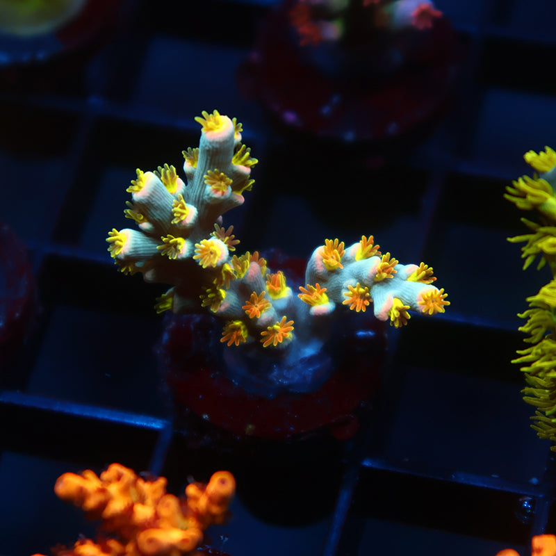 TCK Rainbow Unicorn Speciosa