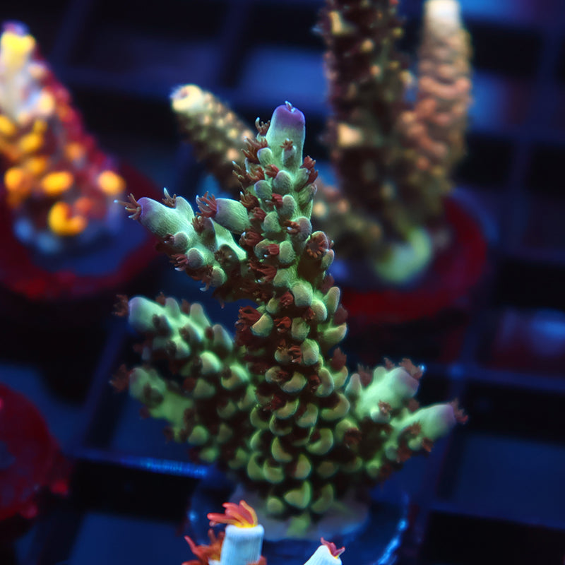 TCK Purple Tip Singapore Acro