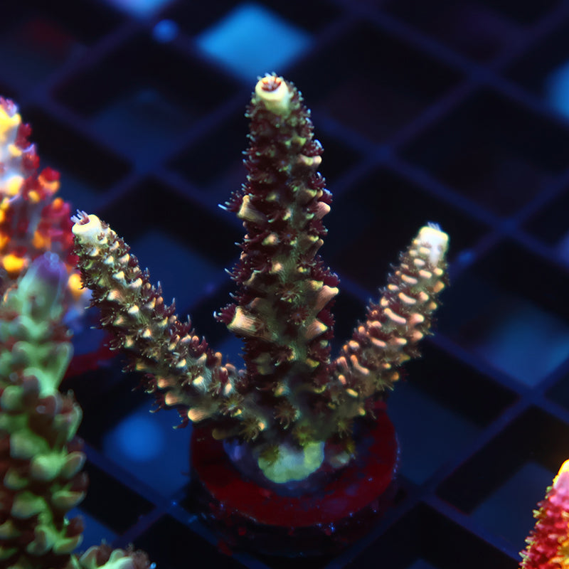 POTO Hawaiian Pineapple Millie