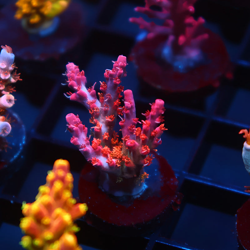 POTO Vivid's Confetti