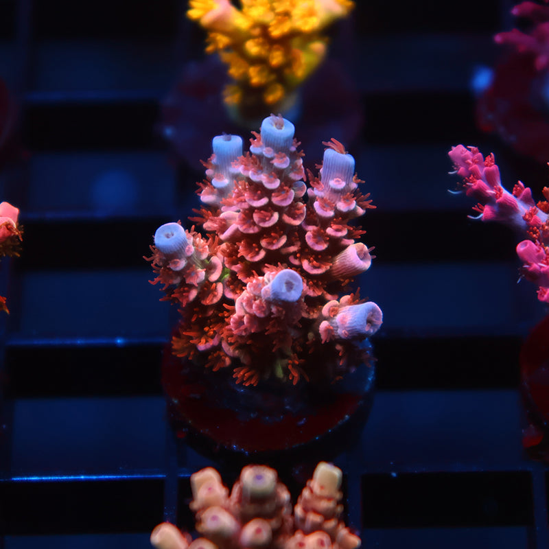 TCK Swizzle Stick Tenuis