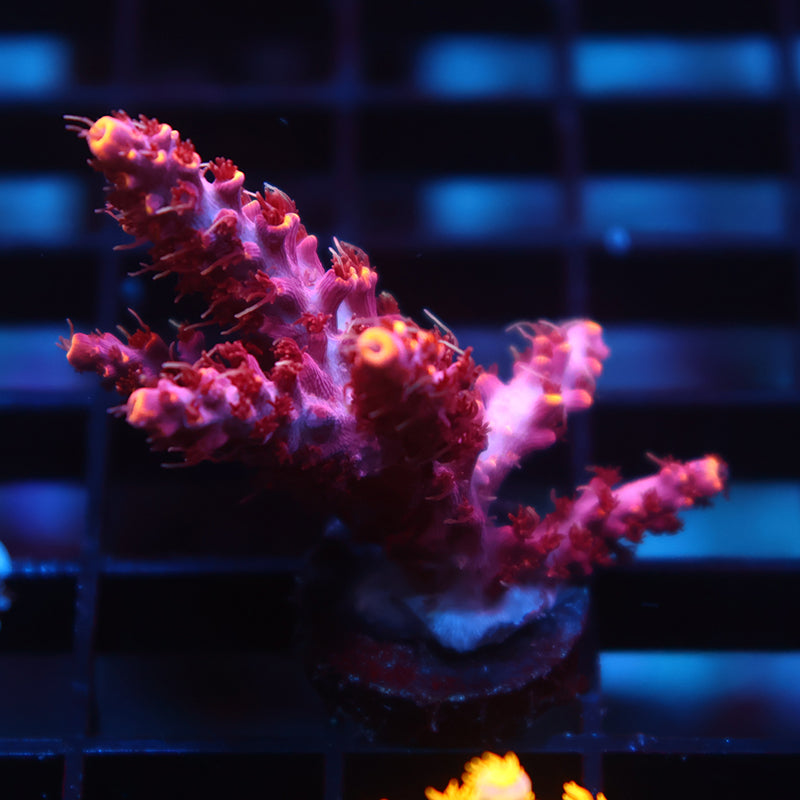 TCK Burning Bush