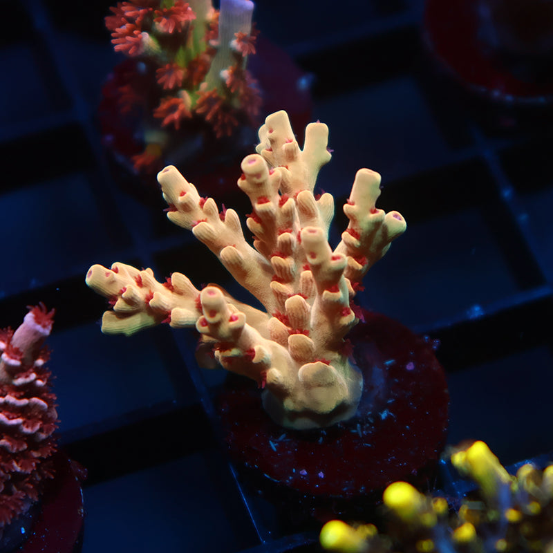 BK Chem Creme de la Creme