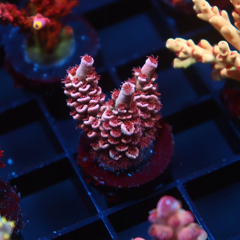 TCK Bubble Blaster Tenuis