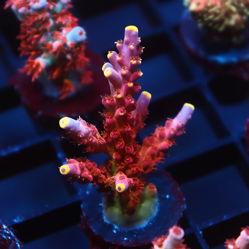 Arcoiris Acropora