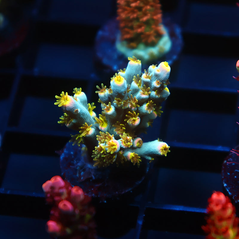 TCK Rainbow Unicorn Speciosa