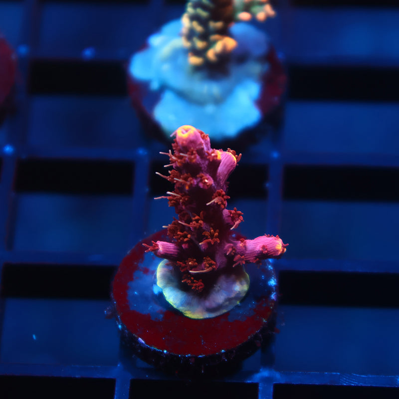 TCK Burning Bush Acro