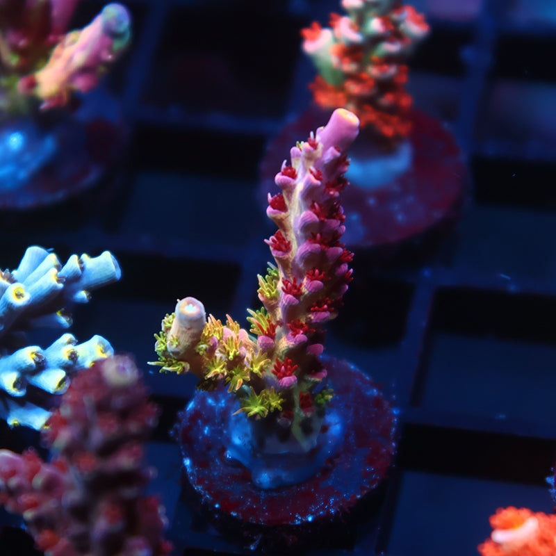 TCK Grafted Kaleidoscope