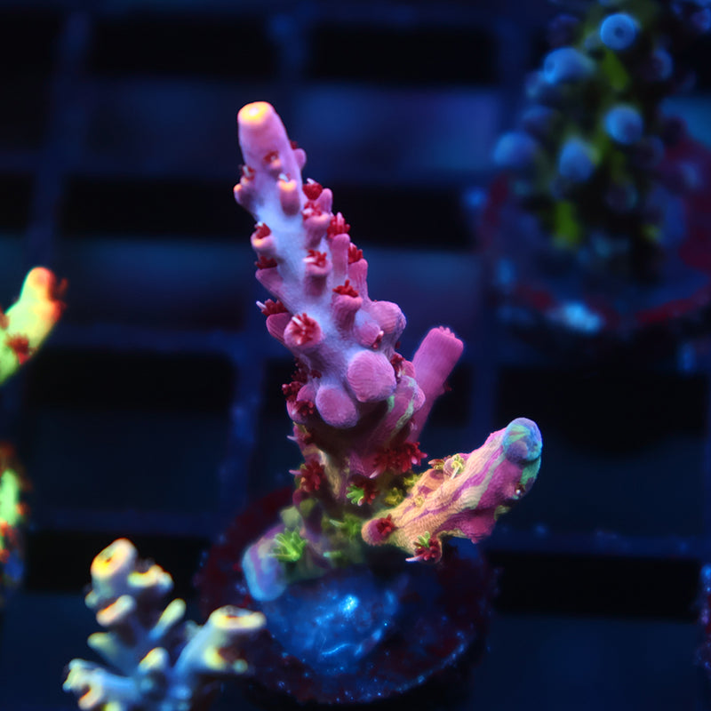 TCK Grafted Kaleidoscope