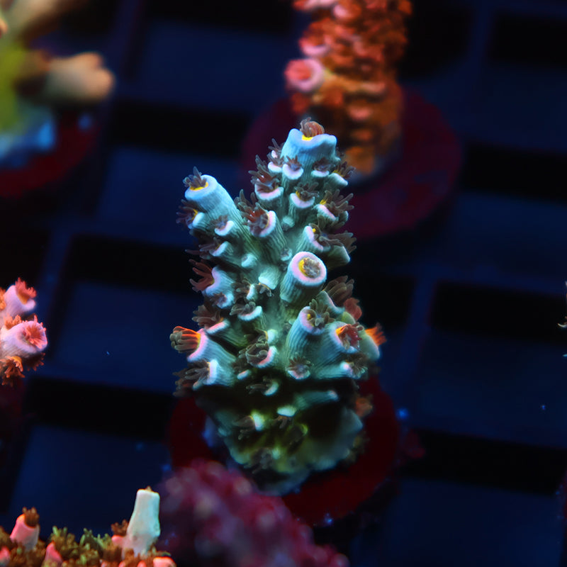 TCK Sour Polyps Tenuis