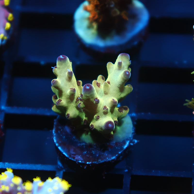TCK Icy Granulosa