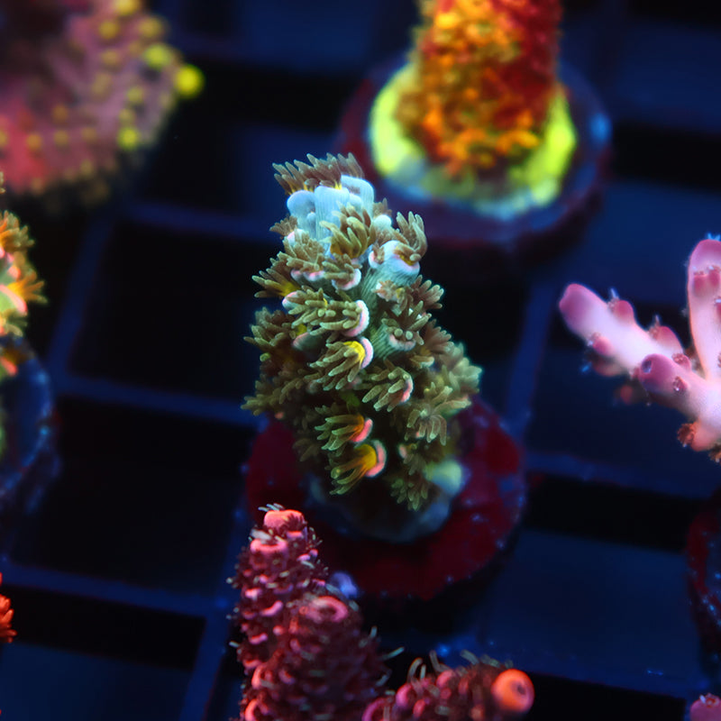 TCK Sour Polyps Tenuis
