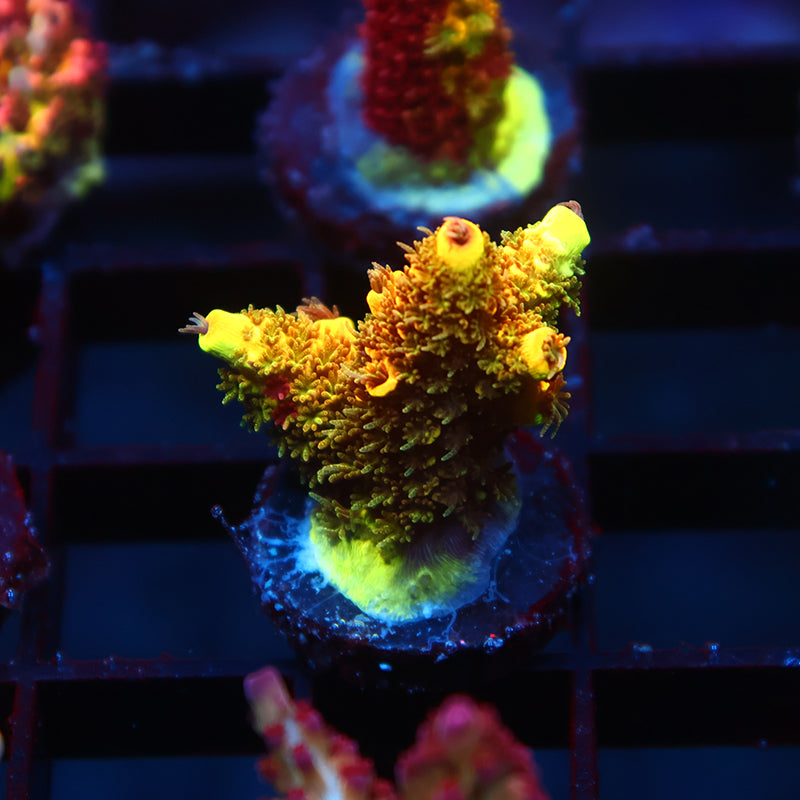 RRC Rainbow Splice