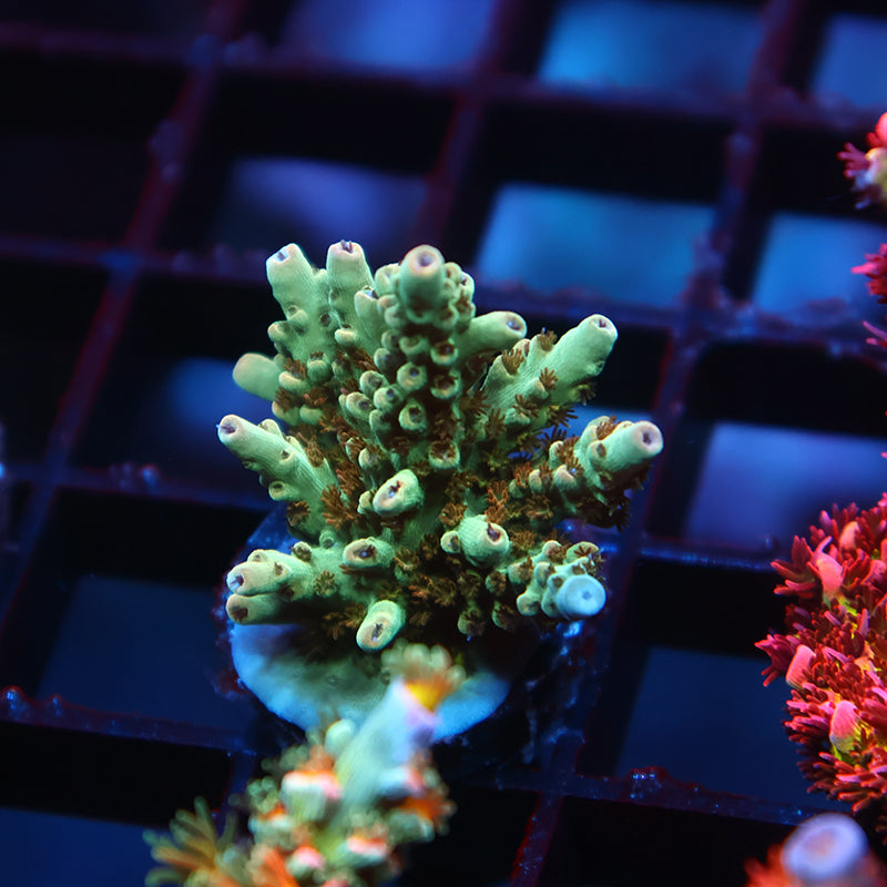 TCK Pink Polyp Shortcake
