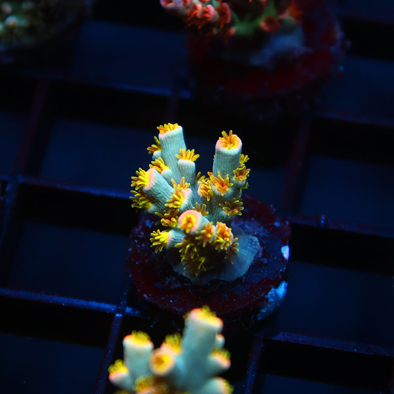 TCK Rainbow Unicorn Speciosa