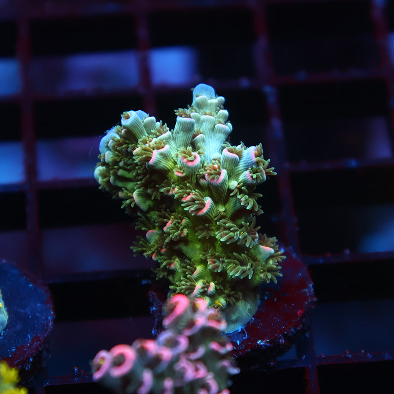 TCK Sour Polyps Tenuis