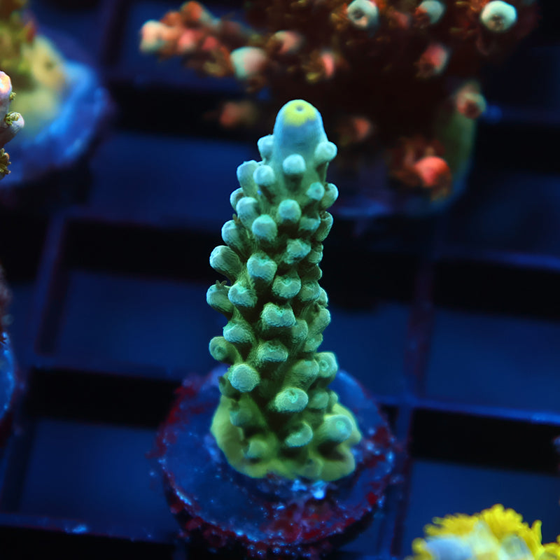 TCK Yellow Tip Austera
