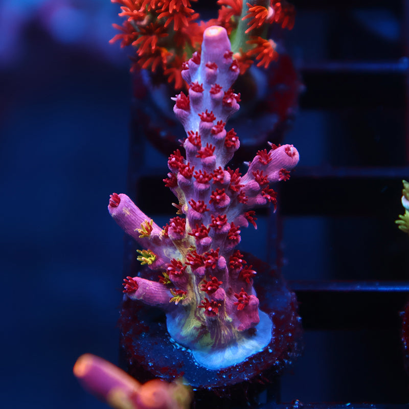 TCK Grafted Kaleidoscope