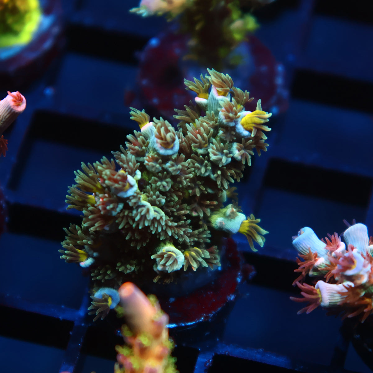 TCK Sour Polyps Tenuis
