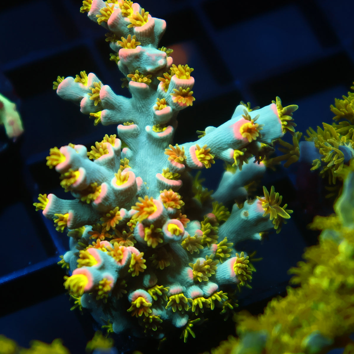 Lg TCK Rainbow Unicorn Speciosa