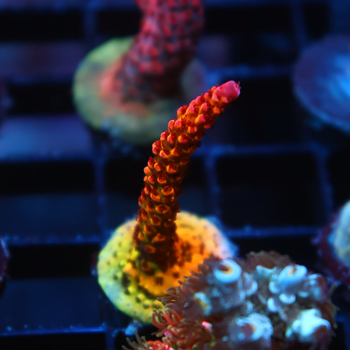 PC Rainbow