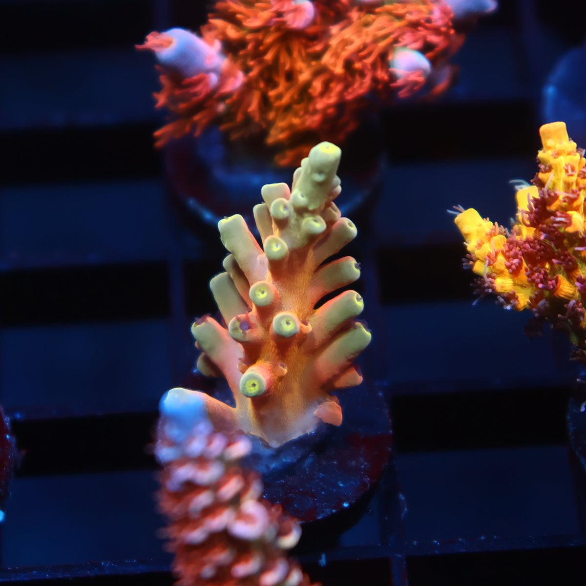 TCK Atomic Echinata