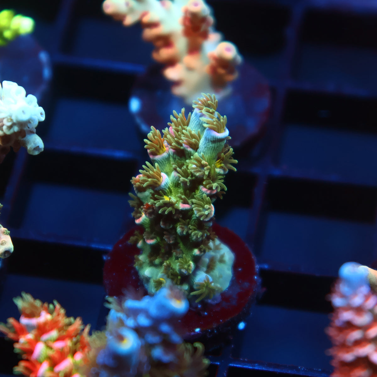 TCK Sour Polyps Tenuis