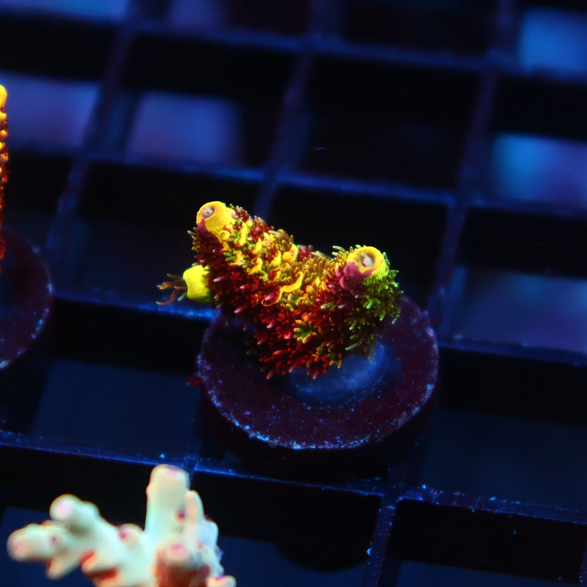 RRC Rainbow Splice
