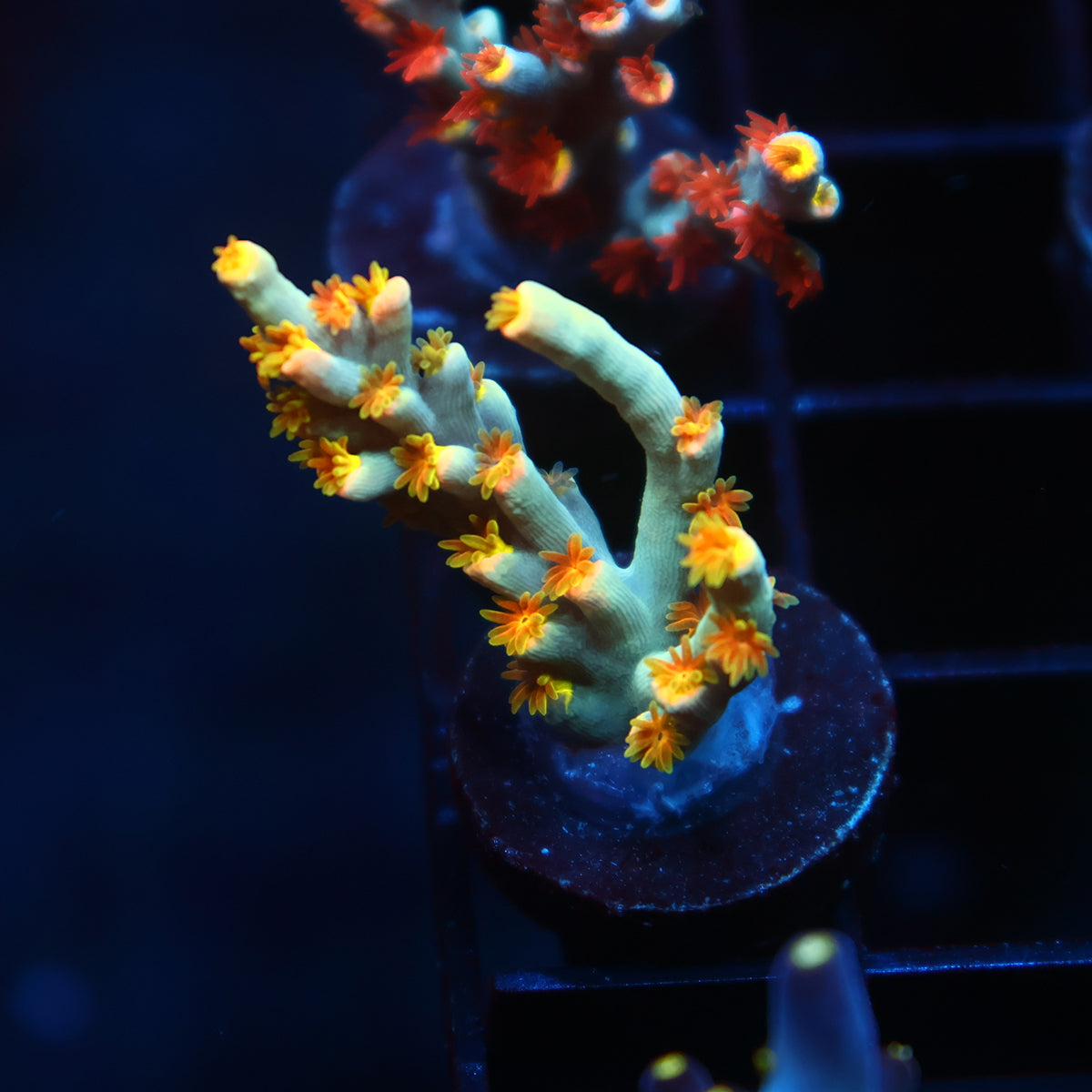 New Release TCK Firefly Speciosa