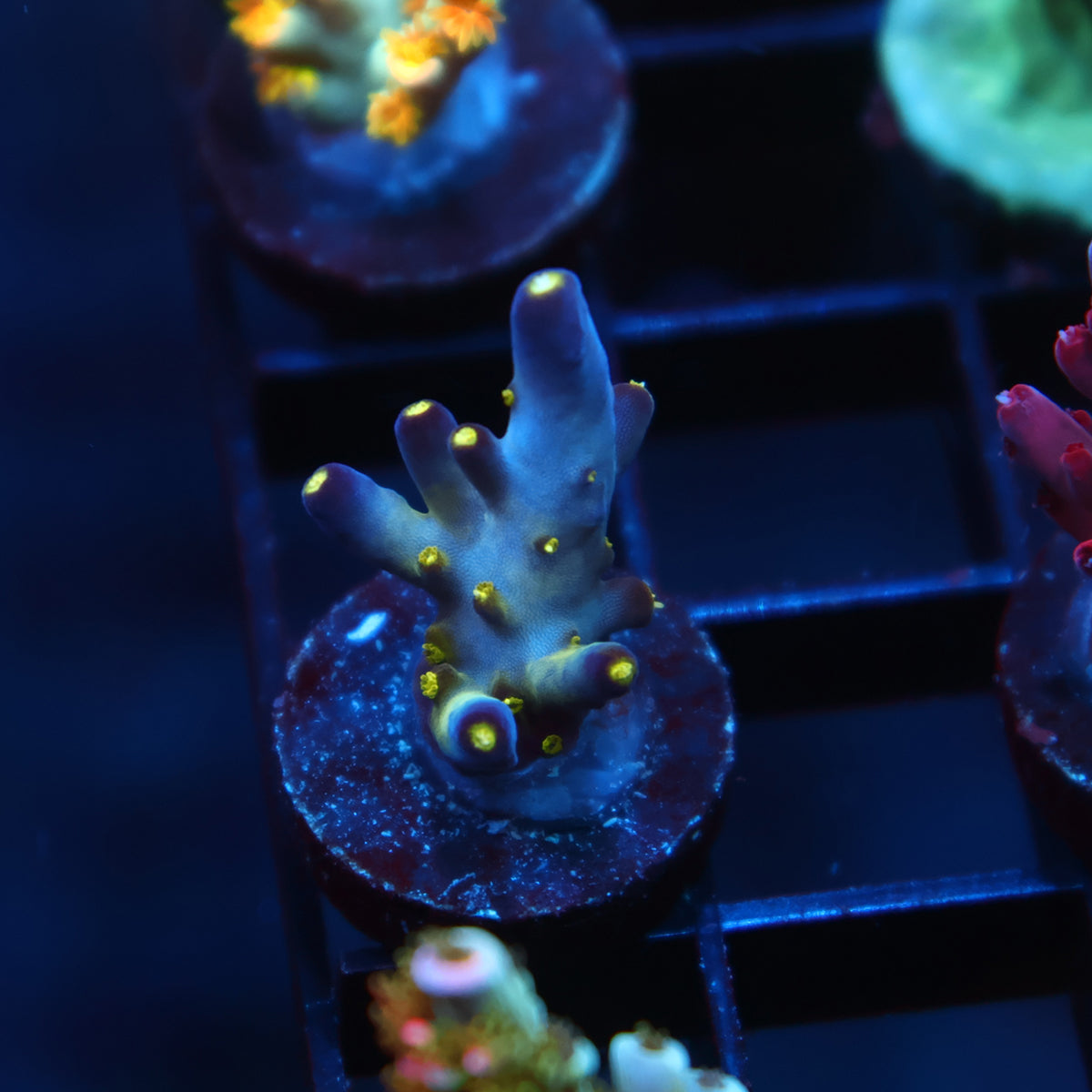 Ari's Avalanche – TCKCorals