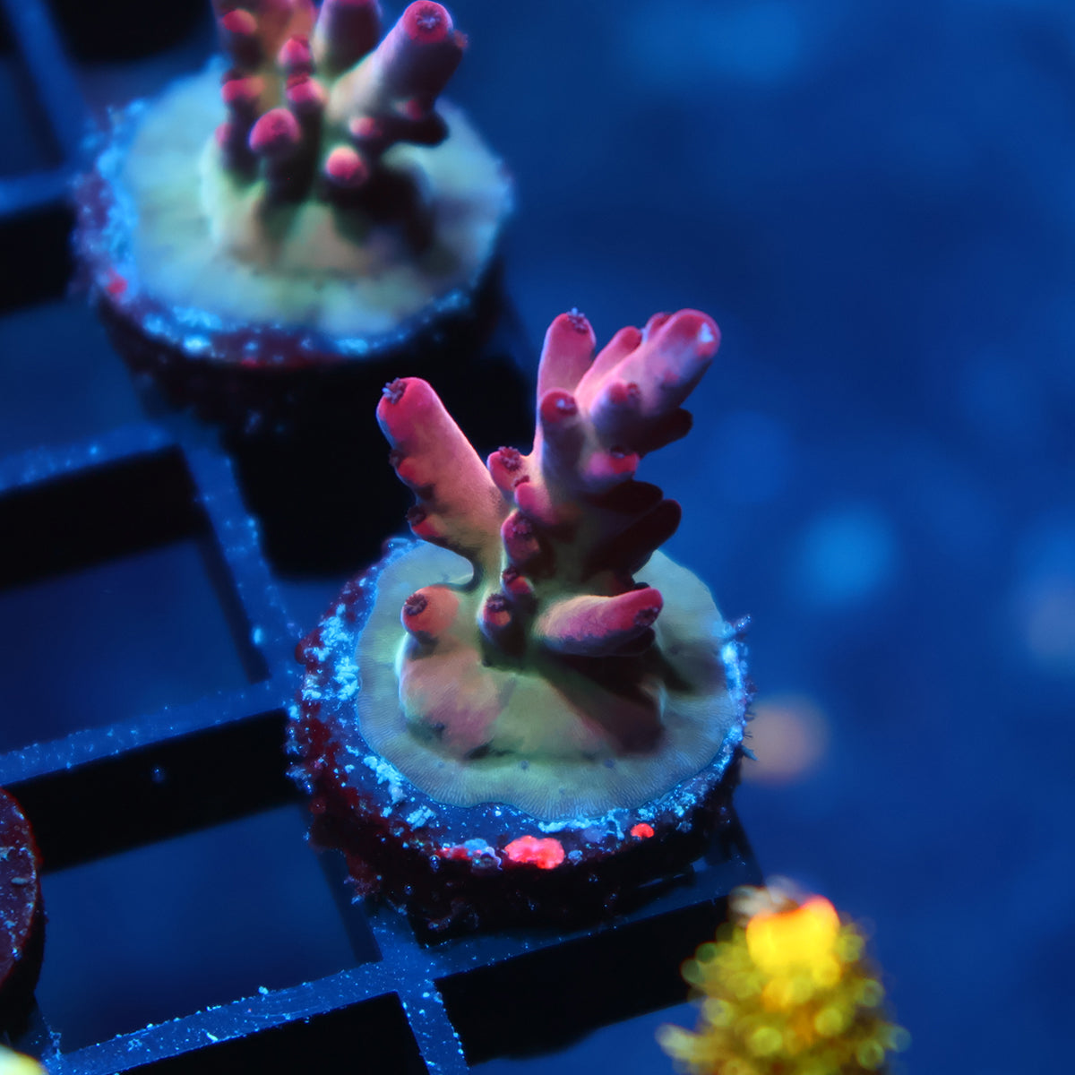 TCK Poisonberry Granulosa