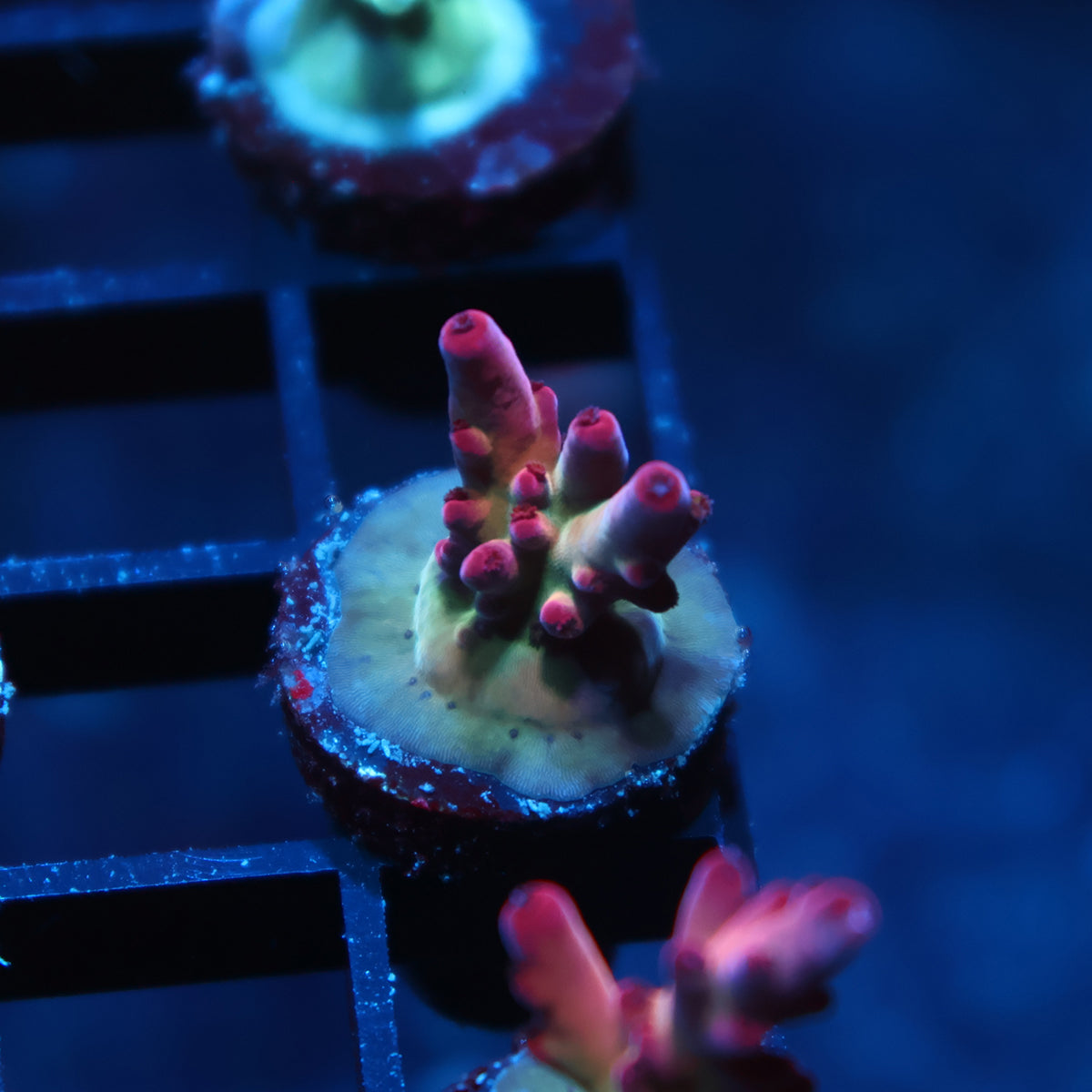 TCK Poisonberry Granulosa