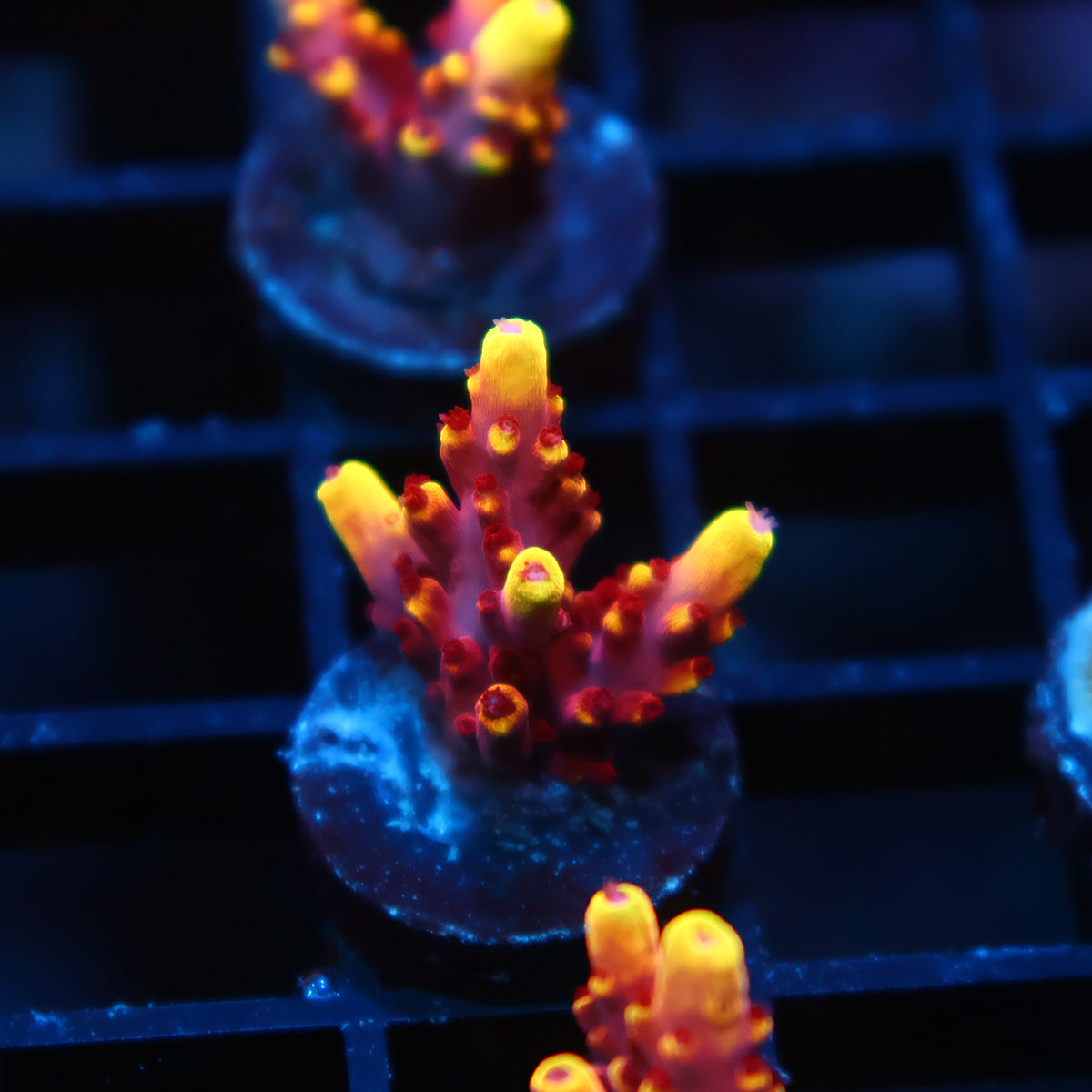 JF Fox Flame