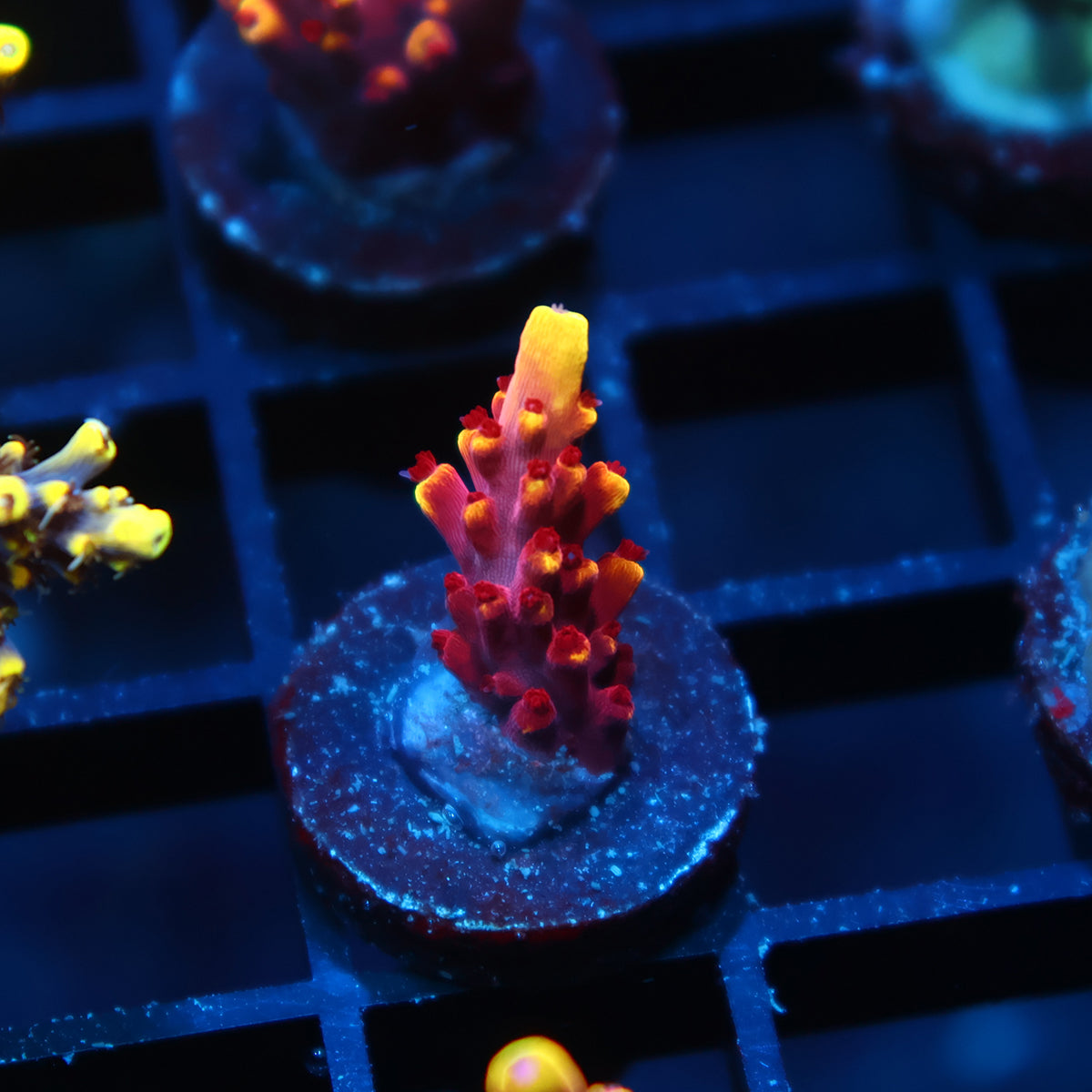 JF Fox Flame