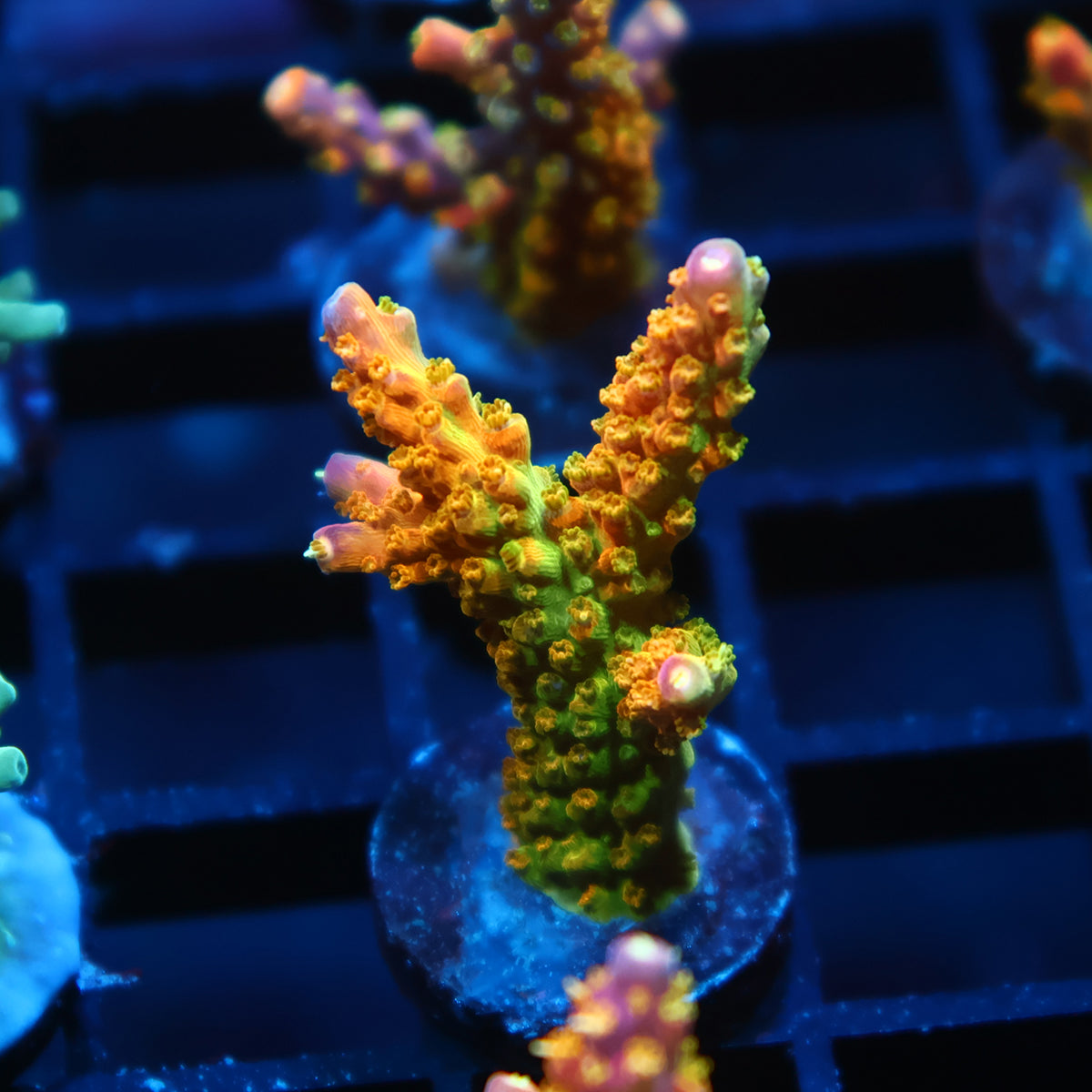 RR Rainbow Loom