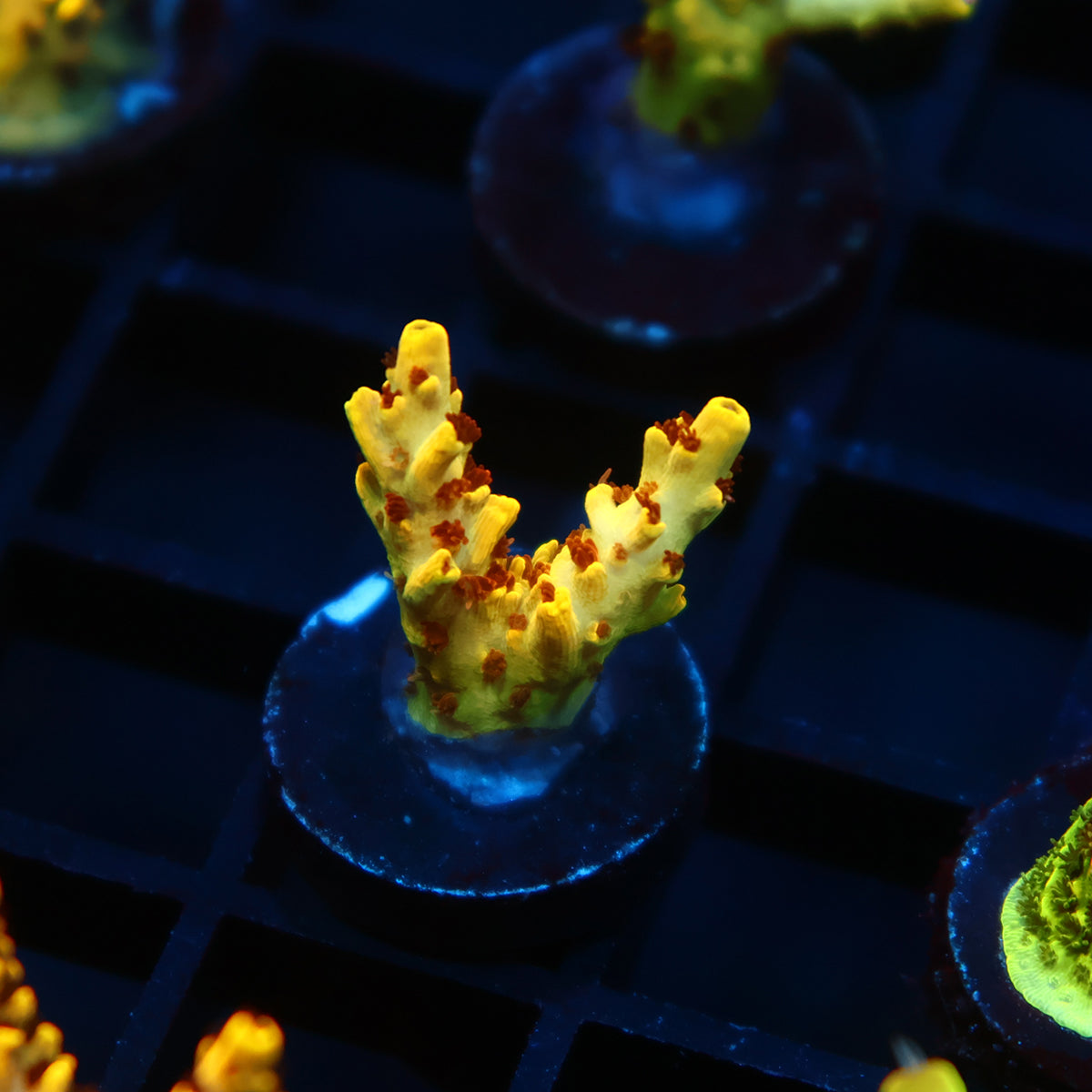 TCK Pikachu