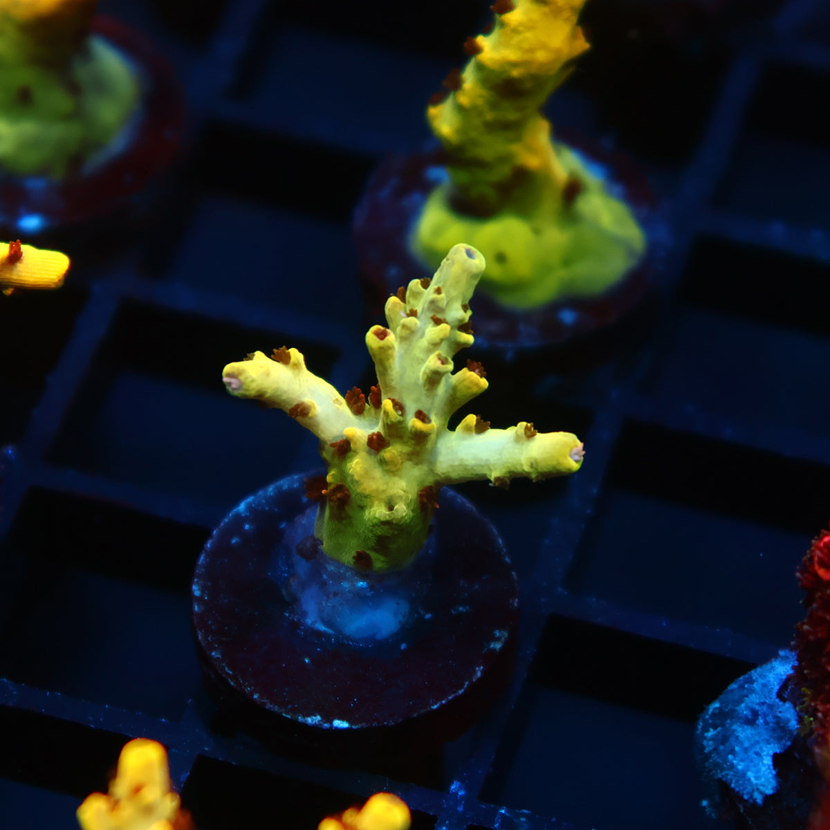 TCK Pikachu