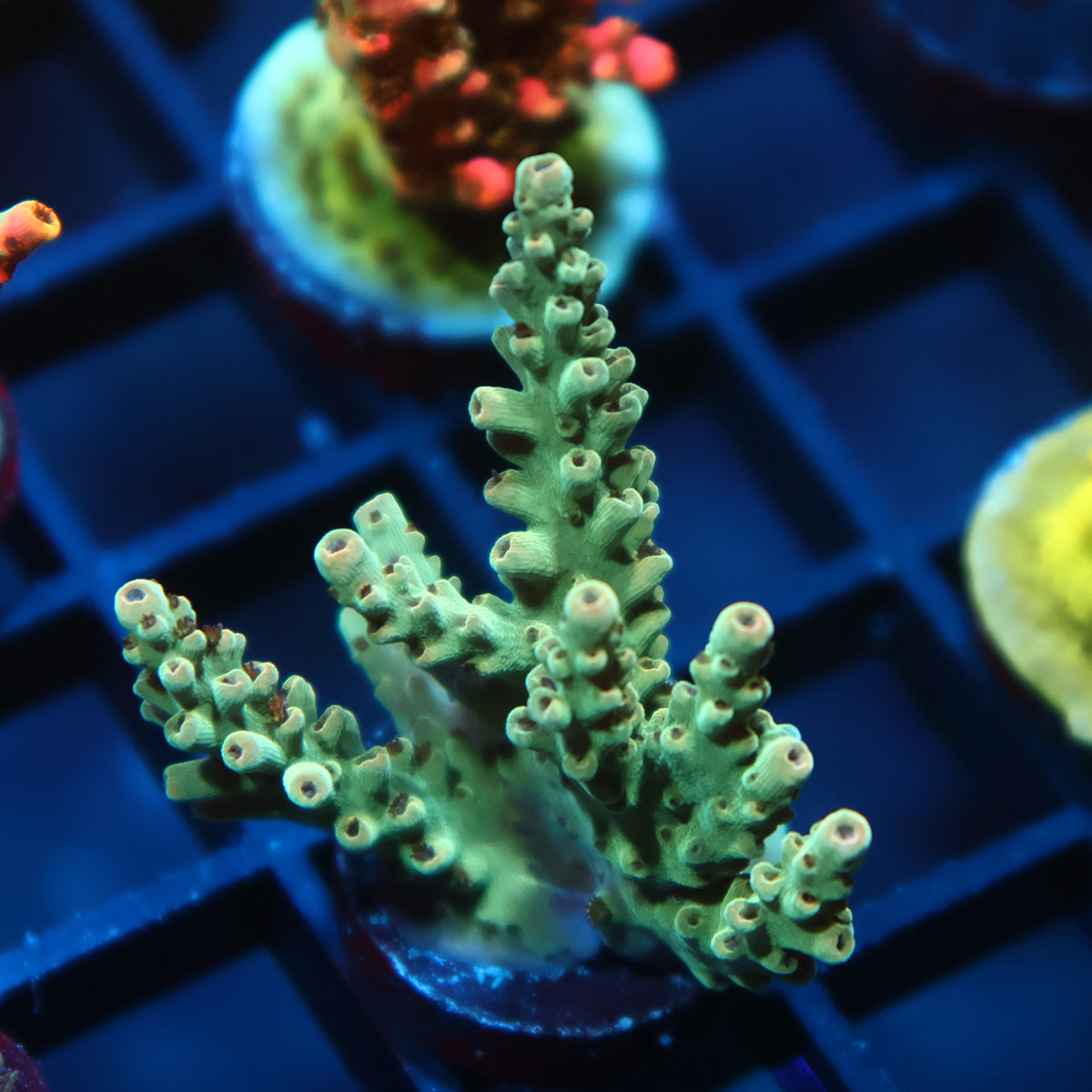 TCK Pink Polyp Shortcake
