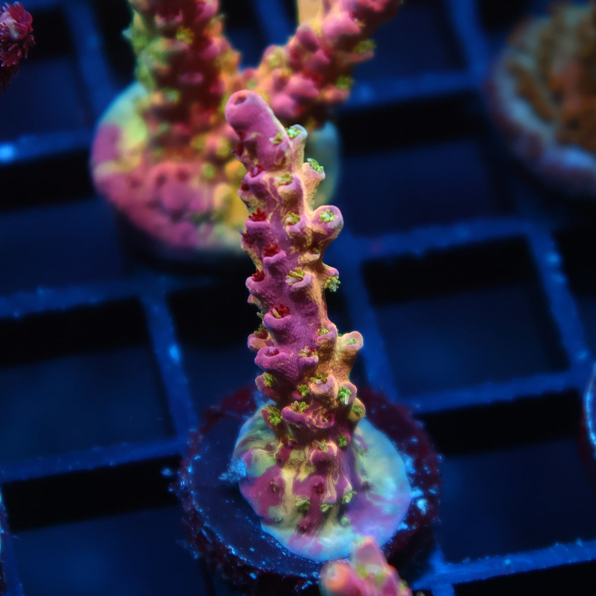 TCK Grafted Kaleidoscope