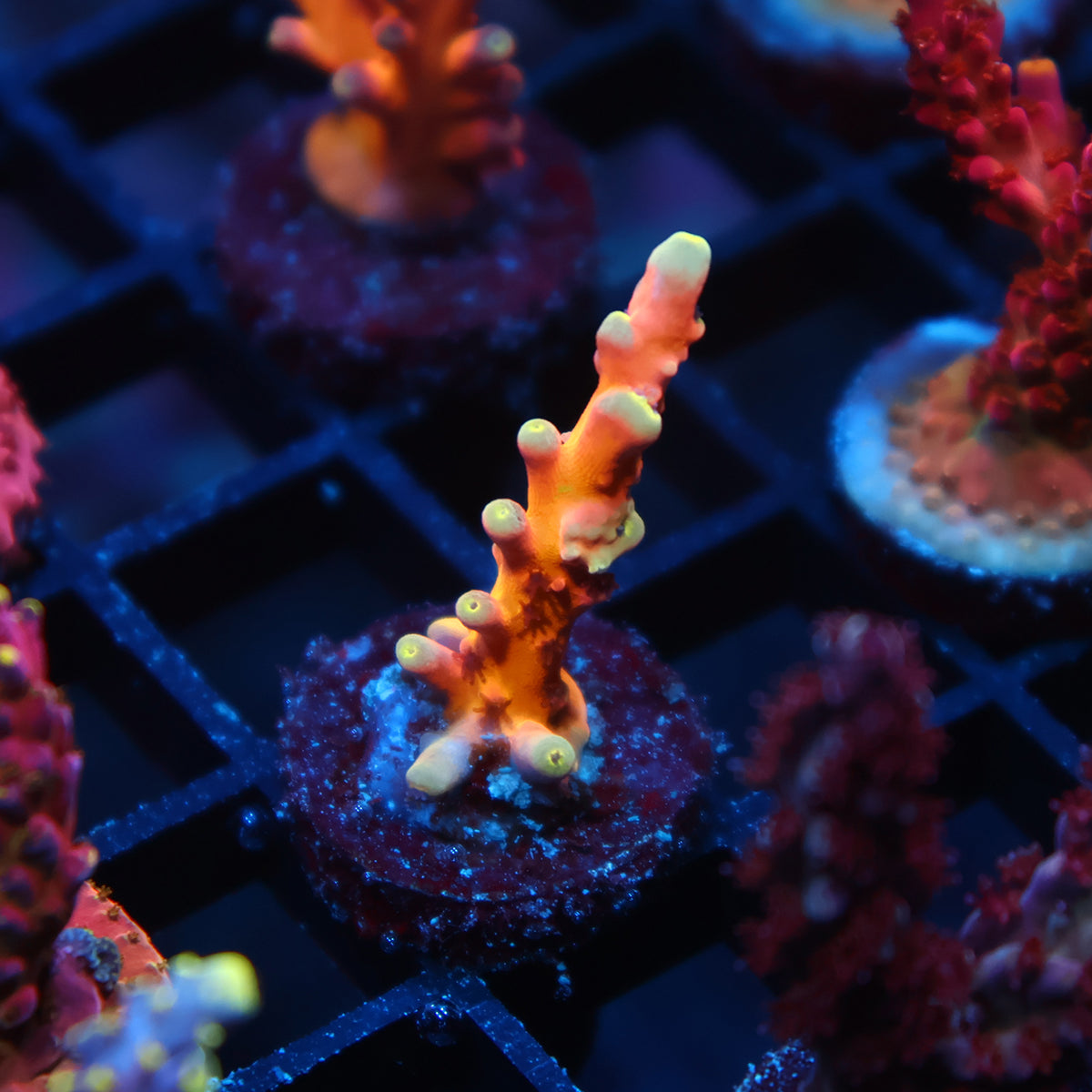 TCK Atomic Echinata