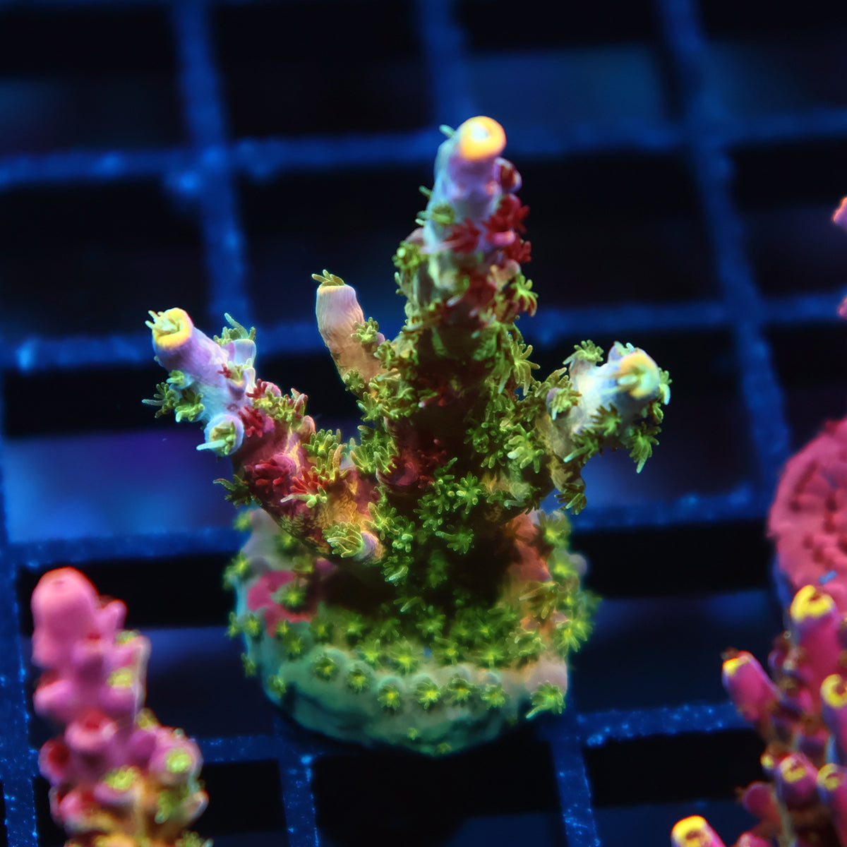 Lg TCK Grafted Kaleidoscope