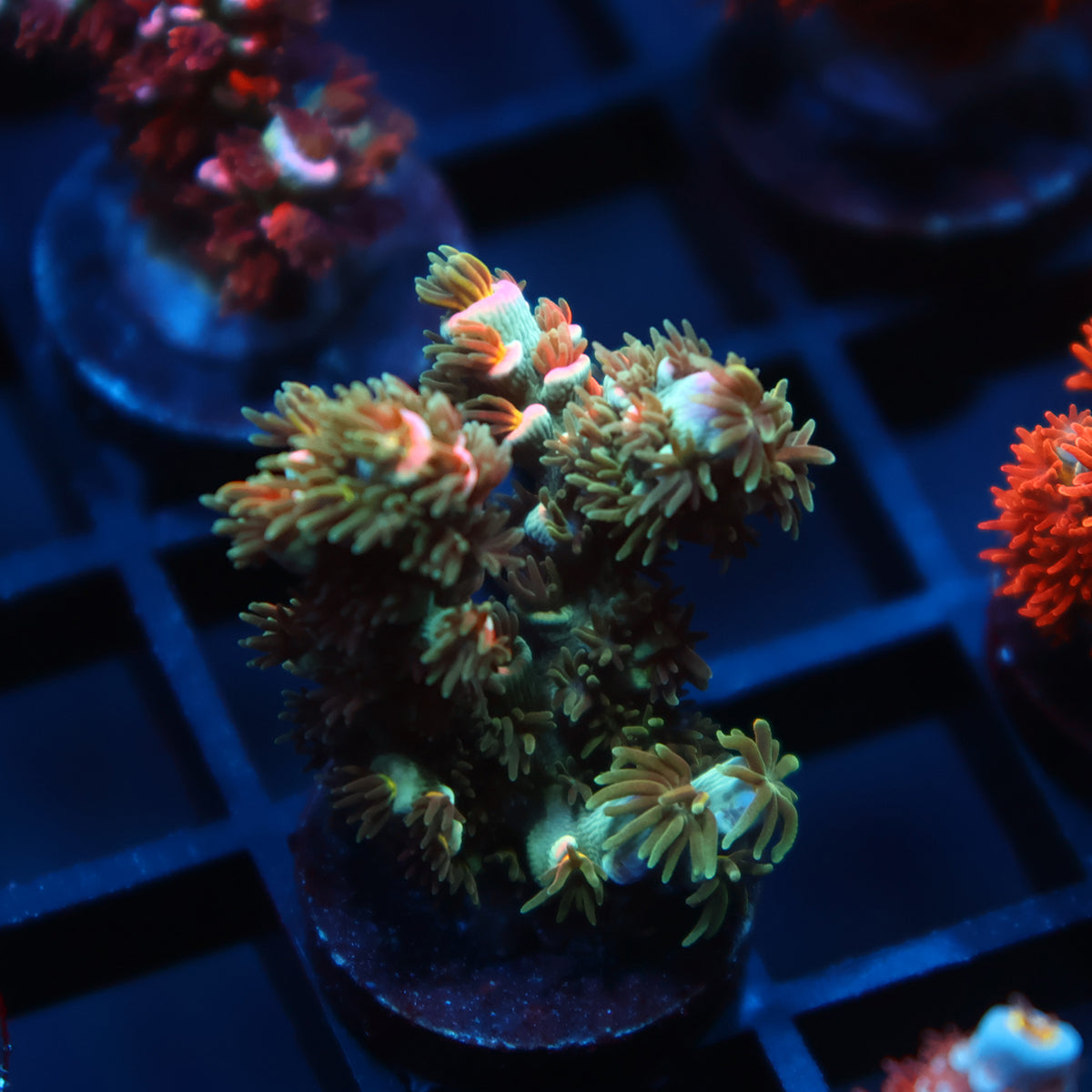 TCK Orange Immolation Tenuis
